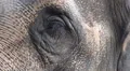 Restless asian Elephant closeup facial expression HD Footage