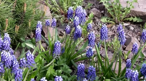 Restless bumble bee tirelessly flits from flower to flower in search of nectar Stock Footage 66185700