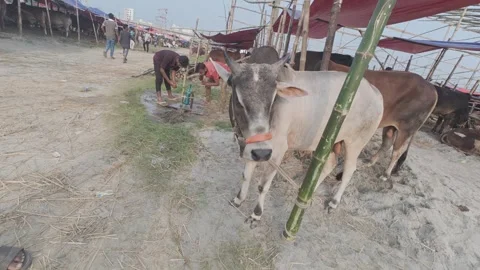 Restless Cattle Being Tied at Eid Market in Diyabari, Uttara Stock Footage 335367438