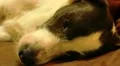 Restless Cute Dog Sleeping Anxiously and Uneasily on Bed. HD Footage