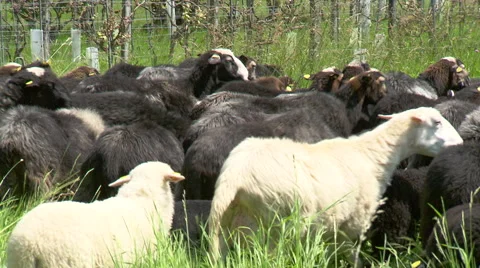 Restless flock of sheep Video stock 65017051