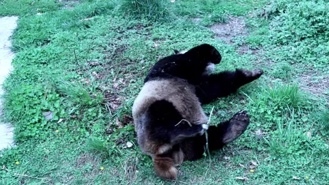 Restless giant panda rolling on her back within her confined conservatory area Stock Footage 282012907