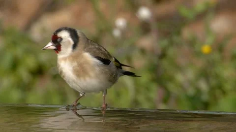 Restless Goldfinch Video stock 45963197