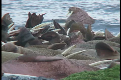 Restless group of walrus Stock Footage 11098396