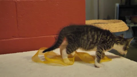 Restless Kitten Fright, Playing And Jumping 4 Stock Footage 171790370