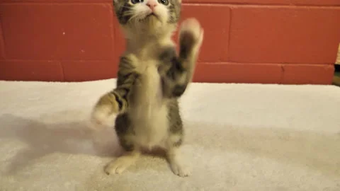 Restless Kitten Playing, Pawing And Falling 2 Stock Footage 171784997