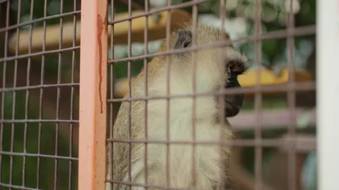 Restless monkey displays expressive movement within enclosure setting, Energetic Stock Footage 329428277