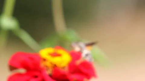Restless moth feeding from a red flower during flying Stock Footage 12302972