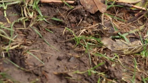 A restless, shaky image from the treetops down to the grassy ground Stock Footage 256649313