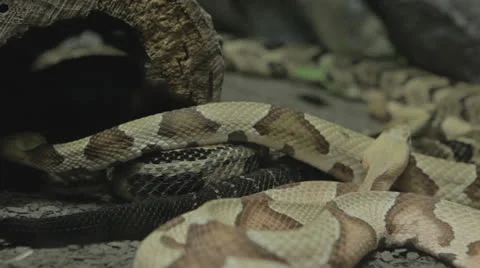 Restless snakes explore b Stock Footage 24371168