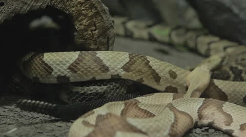 Restless snakes explore c Stock Footage 24371940