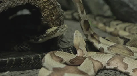 Restless snakes explore a Stock Footage 24632549