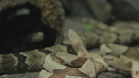Restless snakes with rackfocus Stock Footage 24632665