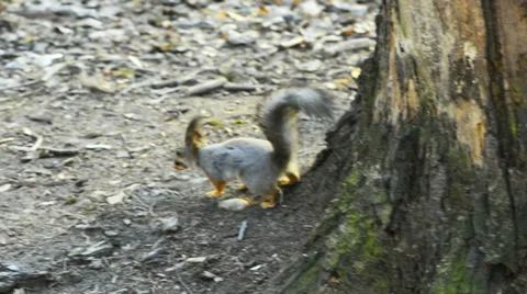 Restless squirrel with his walnut Stock Footage 37978845
