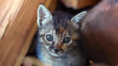 Restless tabby kitten gazes curiously, sniffing and staying alert Stock Footage 332686161