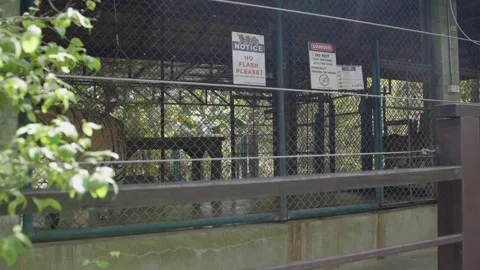 Restless tigers walking in a cage (HD) Stock Footage 146058405
