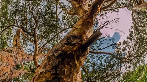 Restless Trees Motionlapse 4k Video stock 64566648