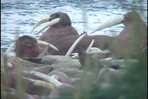 Restless walrus Stock Footage 11109847