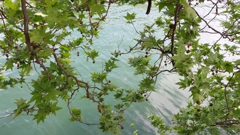 Restless Water in the Lake Video stock 308319933