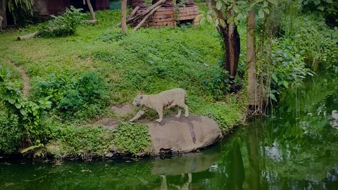 Restless white tiger caught by the river bank near by the human habitation Stock Footage 259471587