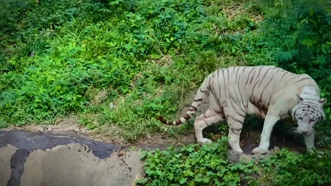 Restless white tiger caught by the river bank near by the human habitation Stock Footage 259506804