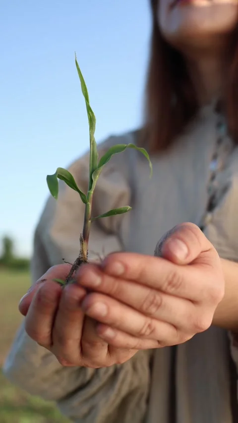 Restoring nature begins here Stock-Footage 337941249