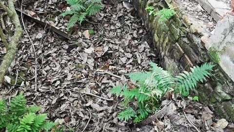 Restos de una construcción invadida por la selva Stock Footage 138671452