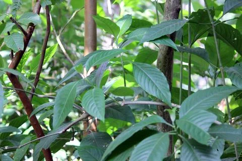 Restricted Focus. Adulsa leafs also known as Ardusi. this are the bitter leaves  Stock Photos