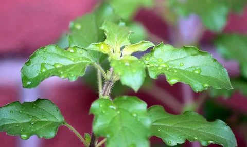 Restricted focus, blurred background, Holi Basil, Tulsi Plant a herbal products, Foto stock