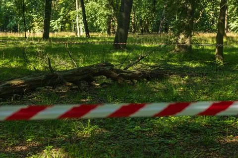 Restricted Forest Area with Fallen Tree Behind Safety Barrier Tape Stockfoto's