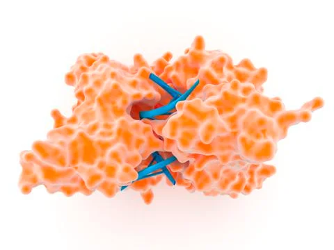 Restriction enzyme Stock Photos