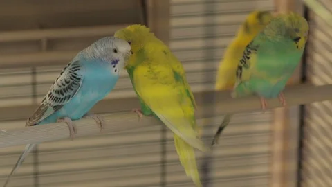 The Rests Parrots the Cage Stock Footage 89619896