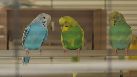 The Rests Parrots the 스톡 동영상 89894936