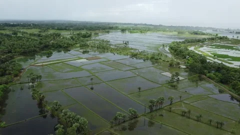 As a result of heavy rains, various fields of West Bengal along the banks Stock Footage 246729739