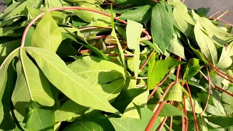 The result of picking cassava leaves	 Vidéo 285834665