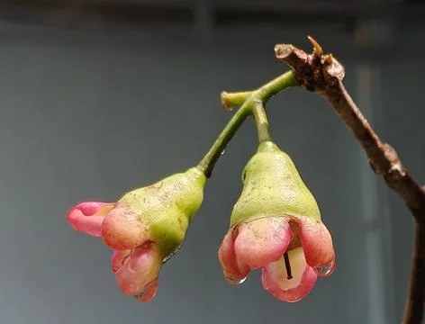 The Result of Pollination Stock Photos