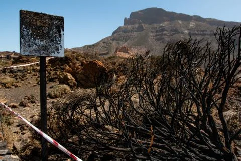 The results of a forest fire Stock Photos
