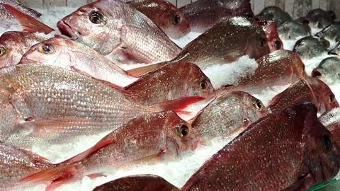 Retail display of large Red Snapper fish inside a local fishmonger Stock Footage 332528340