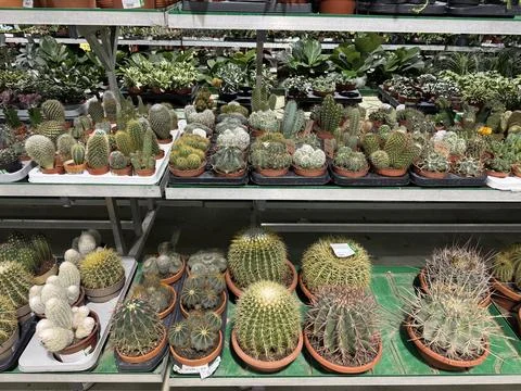 Retail scene showcasing assorted cacti with sharp spines, Shopping environment Stock Photos