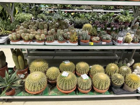 Retail scene showcasing assorted cacti with sharp spines, Shopping environment Stock Photos