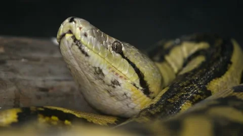 Reticluated python closeup nose in the air Stock Footage 149427857