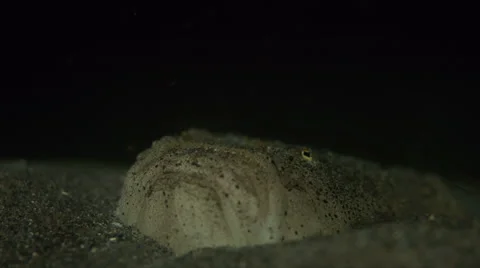 Reticulate Stargazer Stock Footage 62598438