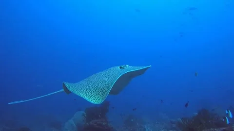 RETICULATE WHIPRAY Stock Footage 276477592