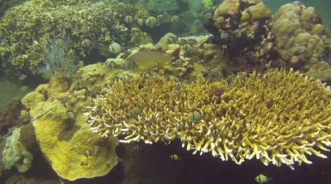 Reticulated damselfish Stock Footage 10737651