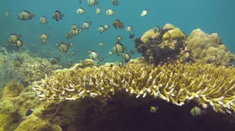 Reticulated damselfish Stock Footage 10737654
