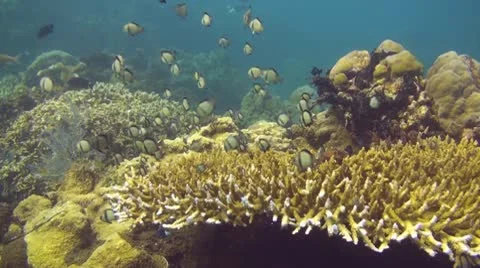 Reticulated damselfish Stock Footage 10737658