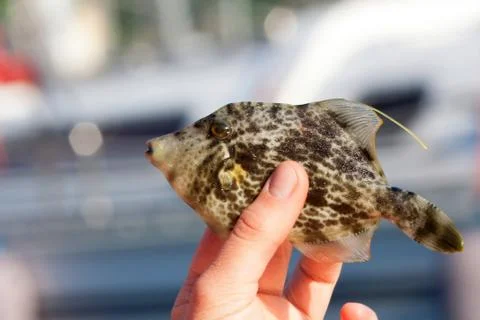 Reticulated filefish Stock Photos