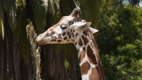 Reticulated Giraffe Eating Close Up Stock Footage 75487039