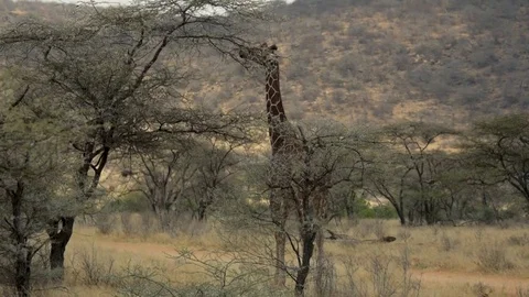 Reticulated giraffe eating from tree Stock Footage 78749708