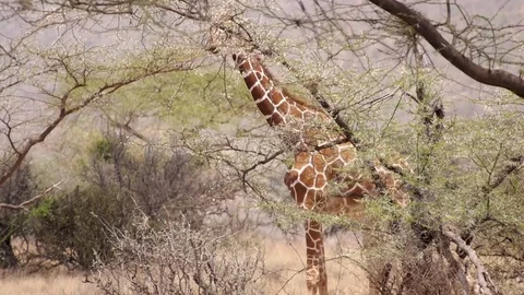 Reticulated giraffe eats from tree Stock Footage 78749668